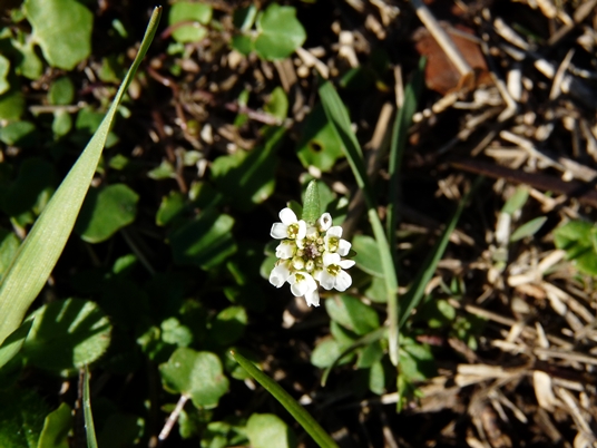 {Draba brachycarpa}
